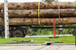 Transport de bois