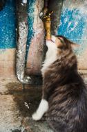 Le chat qui a soif