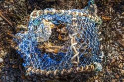 Le sillon de Talbert